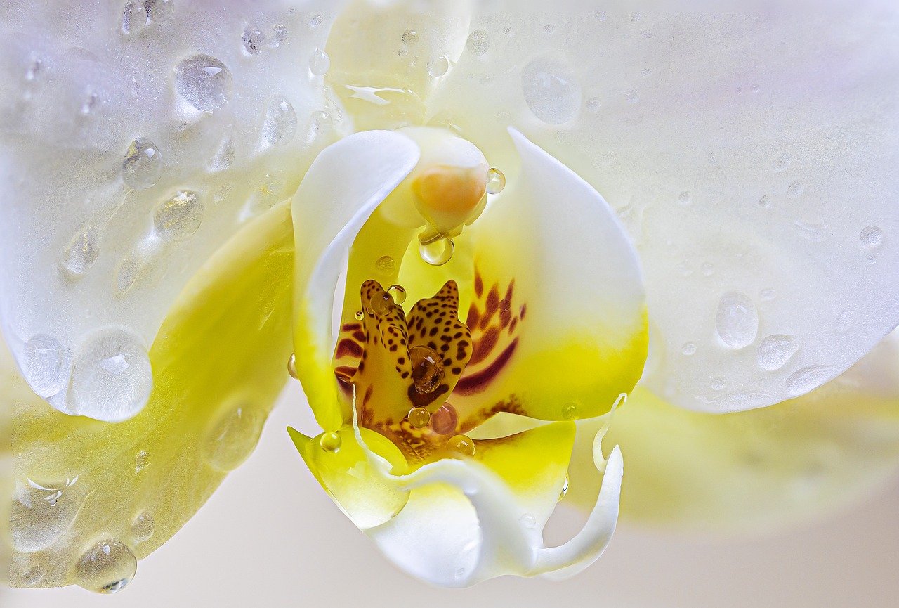 Comment faire refleurir une orchidée une fois qu'elle a perdu ses pétales ?
