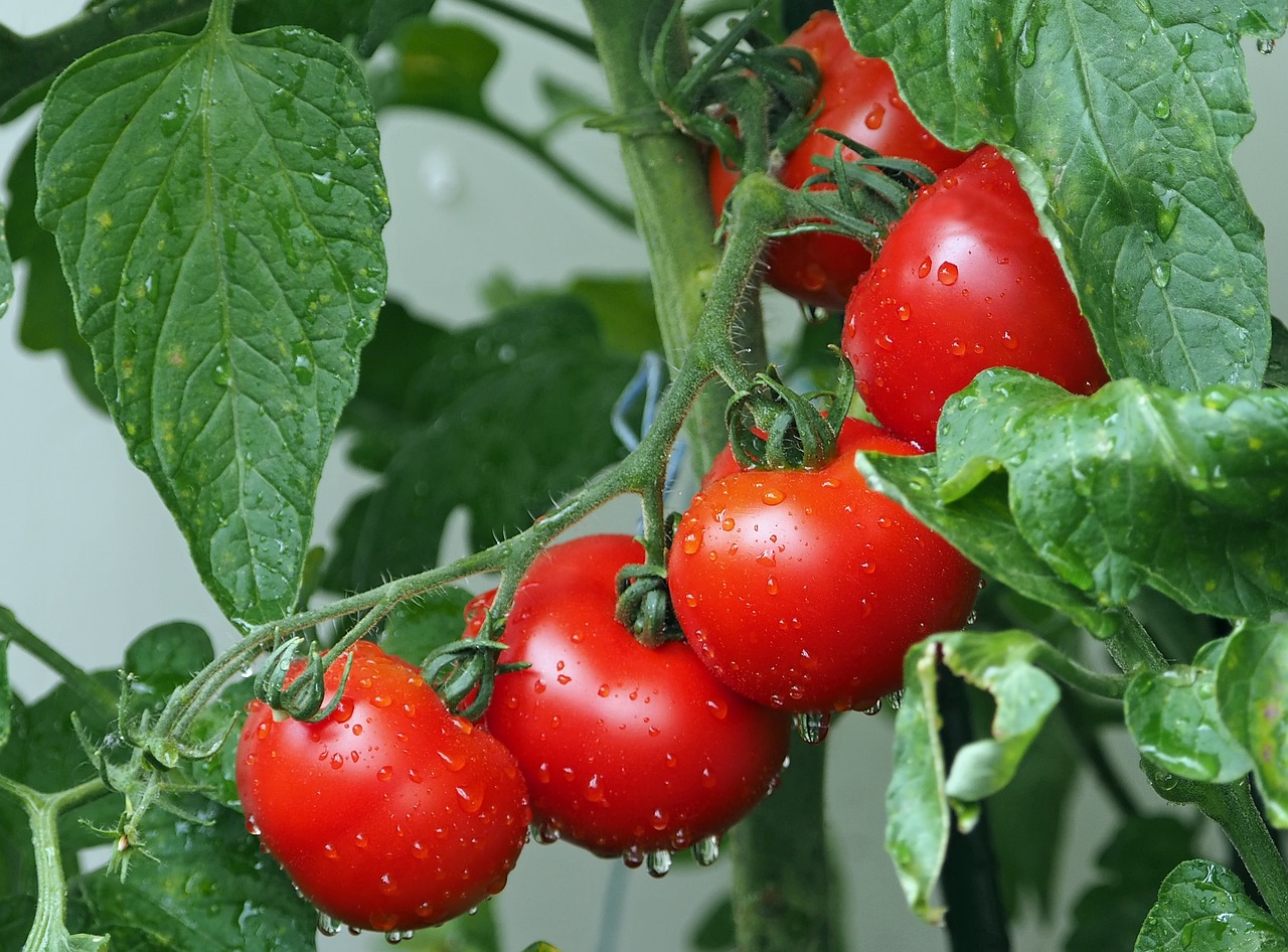 Comment traiter le gourmand sur les tomates?